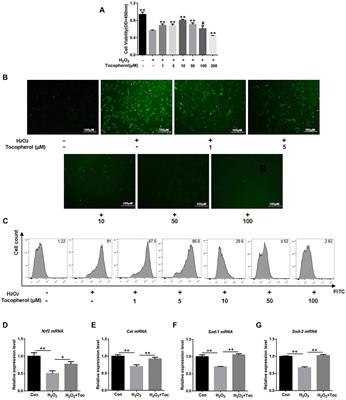 Tocopherol attenuates the oxidative stress of BMSCs by inhibiting ferroptosis through the PI3k/AKT/mTOR pathway